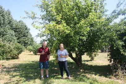 Hernhill cider orchard